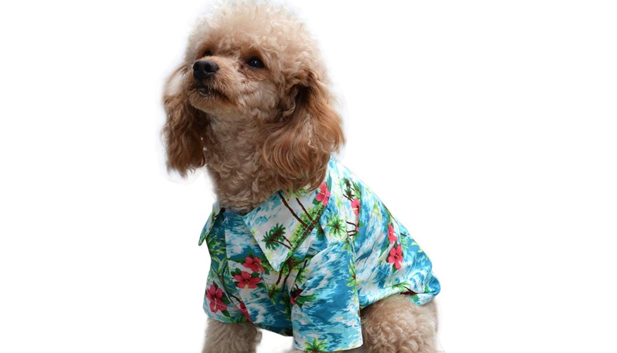 pet shirts of print on demand products