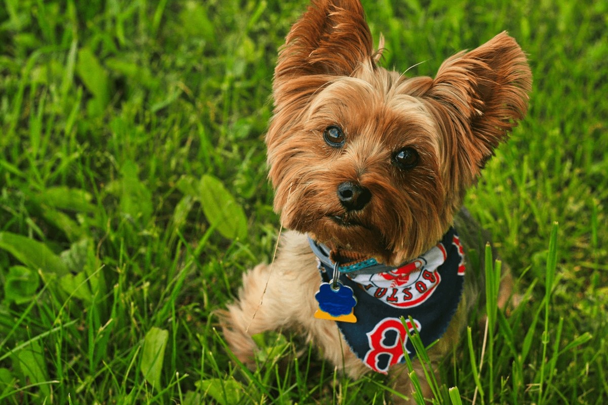 pet bandanas of print on demand products