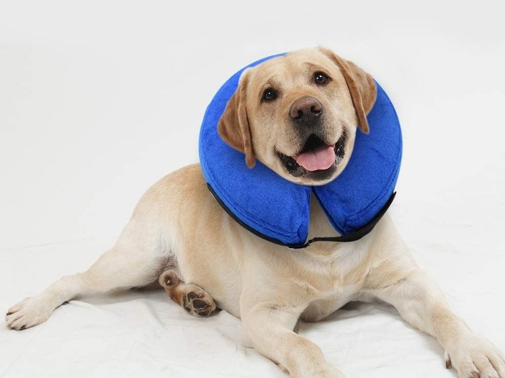 Inflatable-Pet-Collars- is-best-trending-pet-products