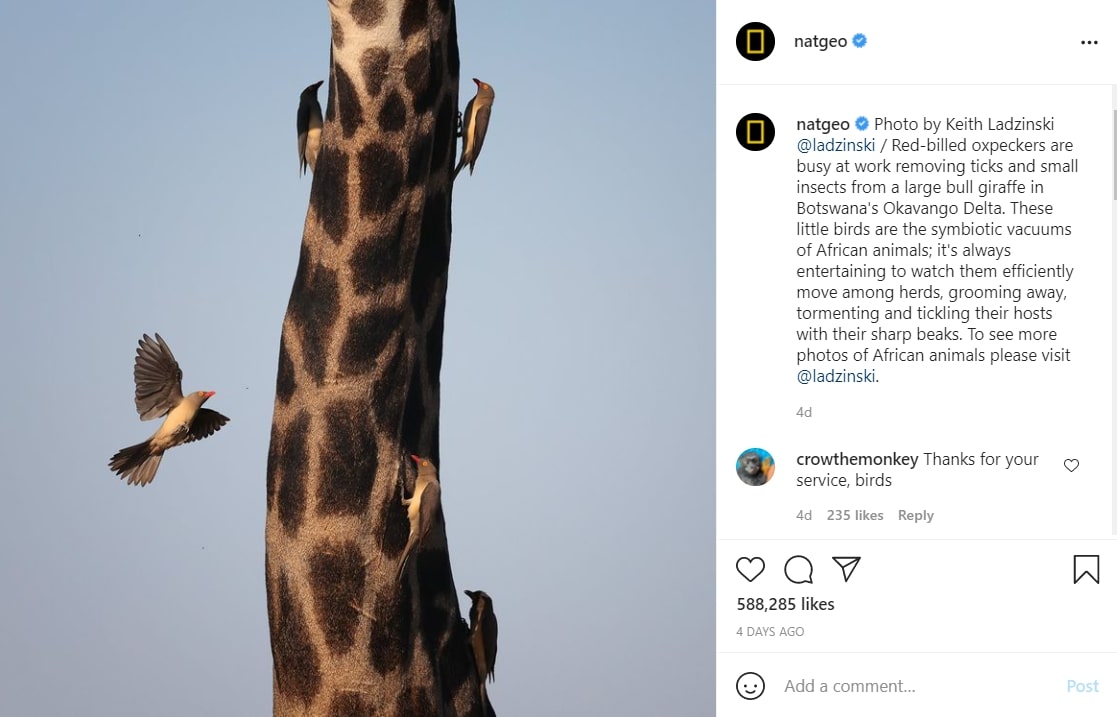 Contoh caption yang ditulis oleh National Geographic: panjang sedang dan tersampaikan dengan baik