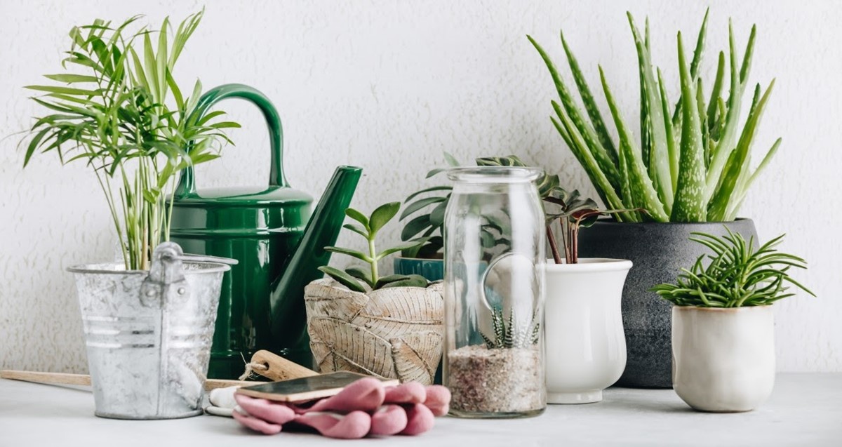 屋内-植物-トレンド-夏-製品