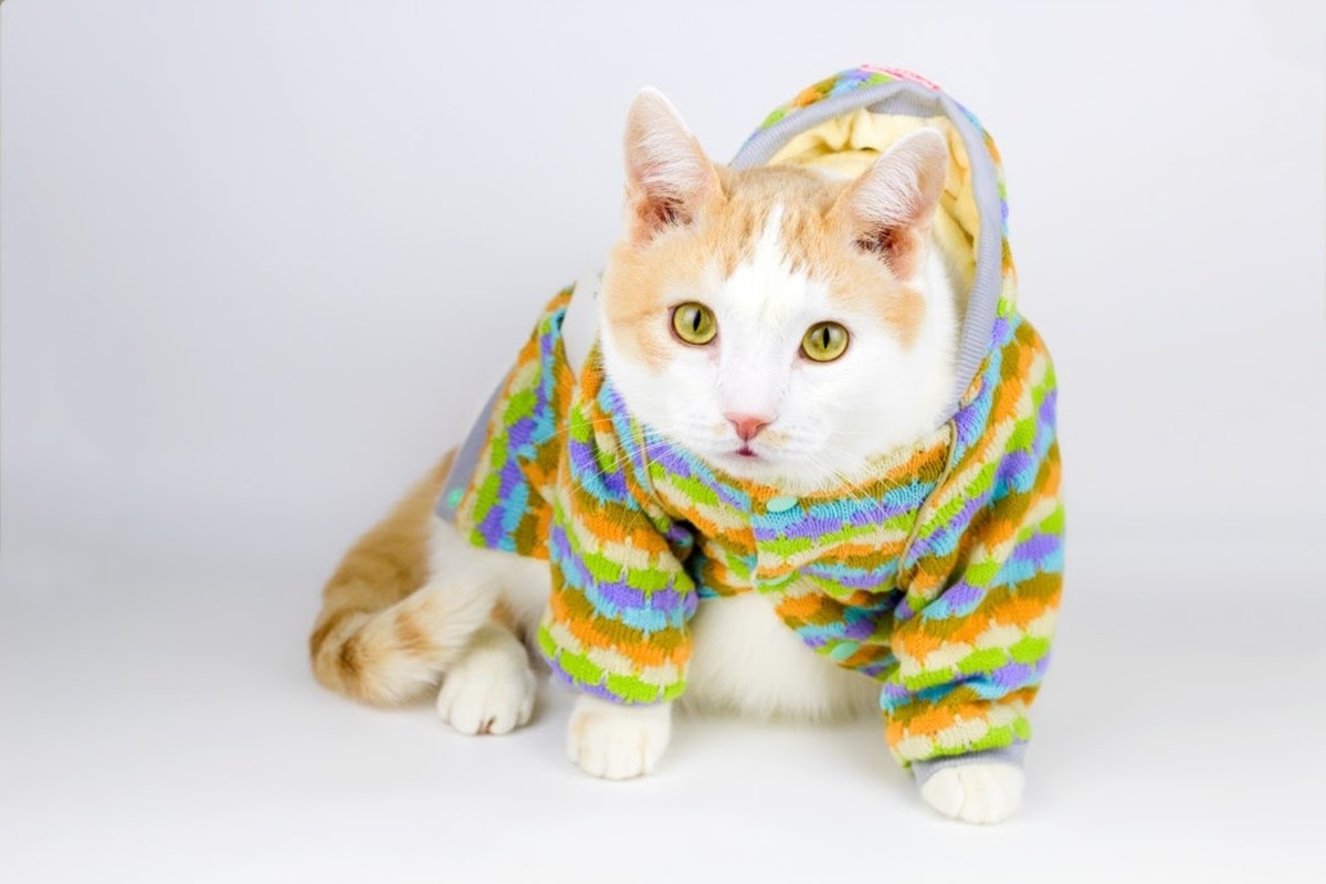 Pet-Jacket-google-trends-arama