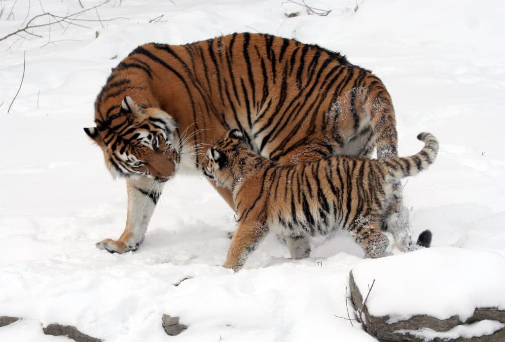 Harimau besar dan kecil