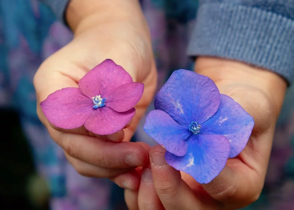 2 つの異なる色の花を持つ人