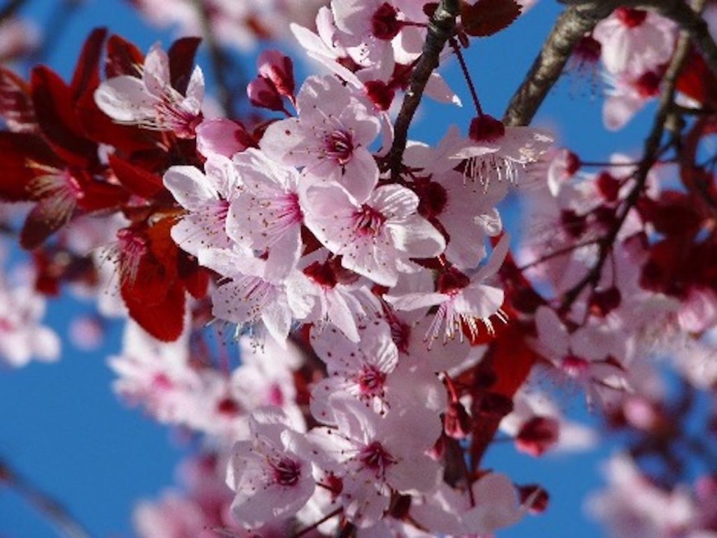 桜の花