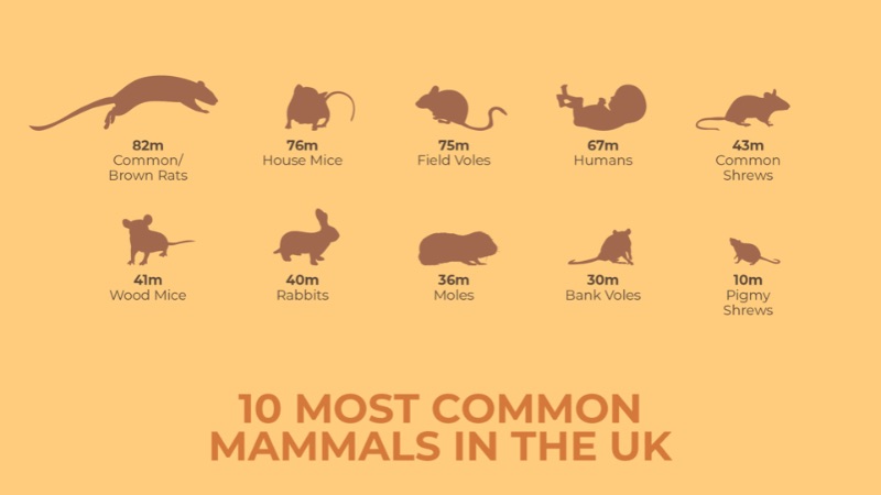 Графика десяти самых распространенных млекопитающих в Великобритании, каждое из которых представлено силуэтом.