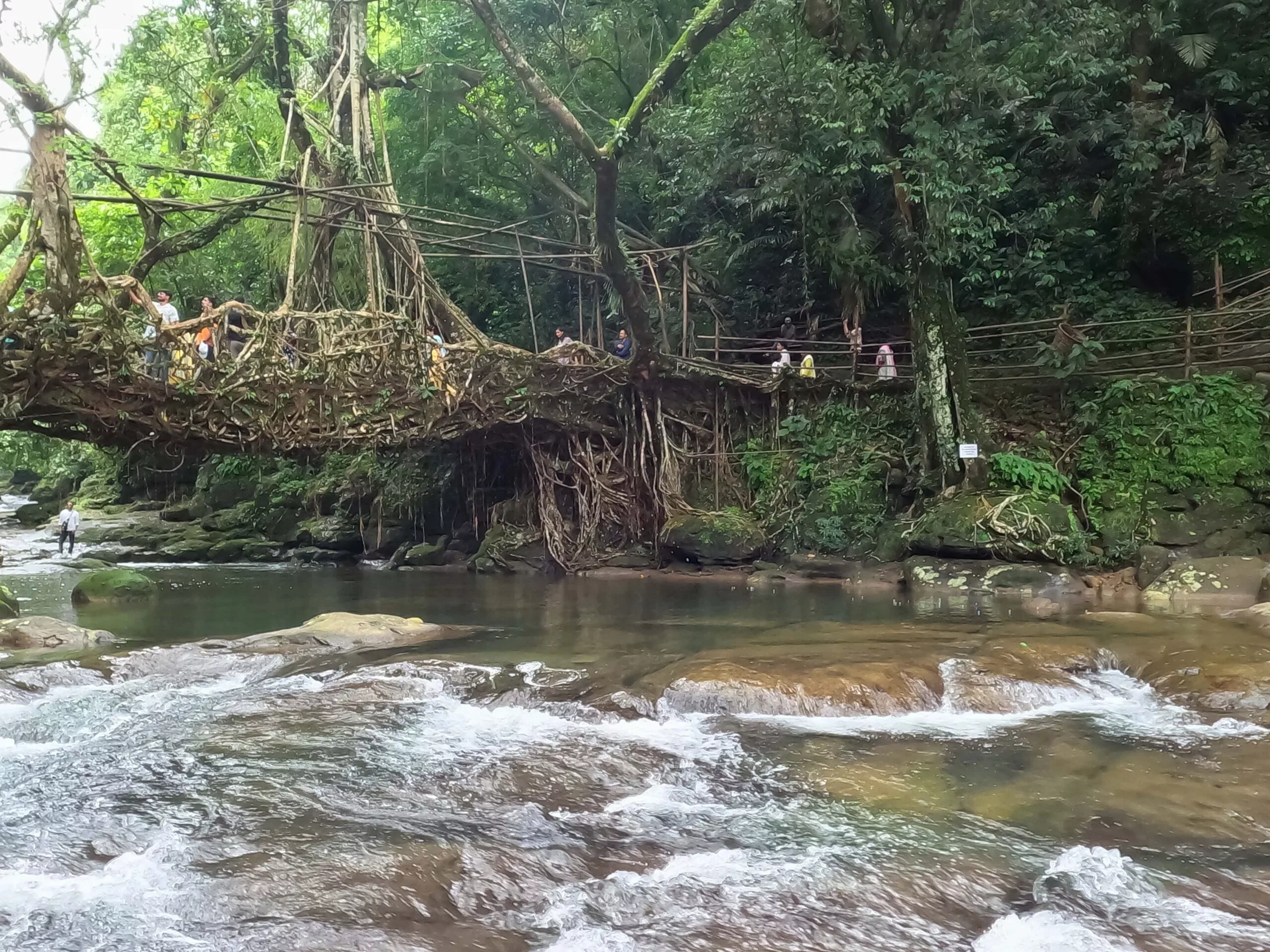 Jembatan akar hidup Mawlynnong, Meghalaya.