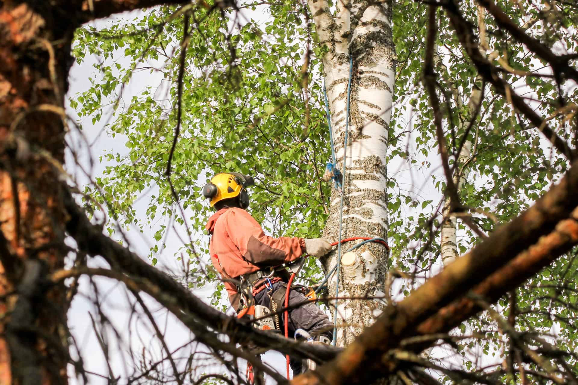 Die Suchmaschinenoptimierung von Tree Service hilft einem Unternehmen, neue Kunden zu finden.