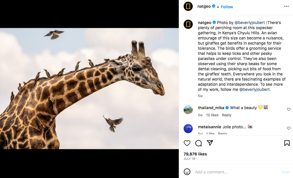 Contoh teks Nat Geo yang memberikan konteks, sejarah, dan wawasan ilmiah tentang satwa liar