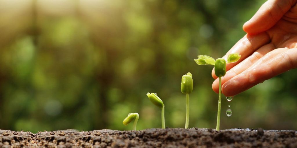 Un gros plan d'une main nourrissant des plants pour illustrer l'idée des campagnes de soutien par courrier électronique.