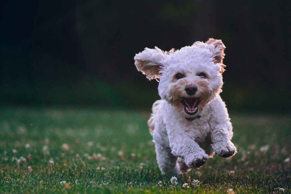 Un cane che corre in un campo