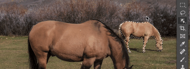 Imagen de Photoshop AI eliminar caballo