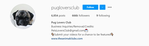 pugloversclub Instagram-Handle