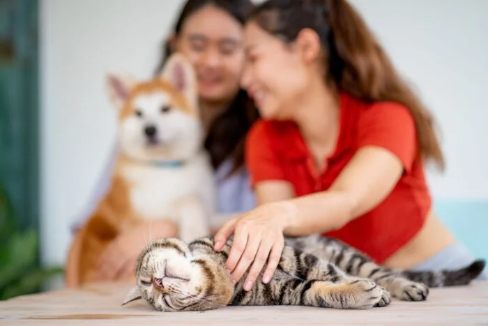 animali domestici che si rilassano con il loro prestatore di servizi