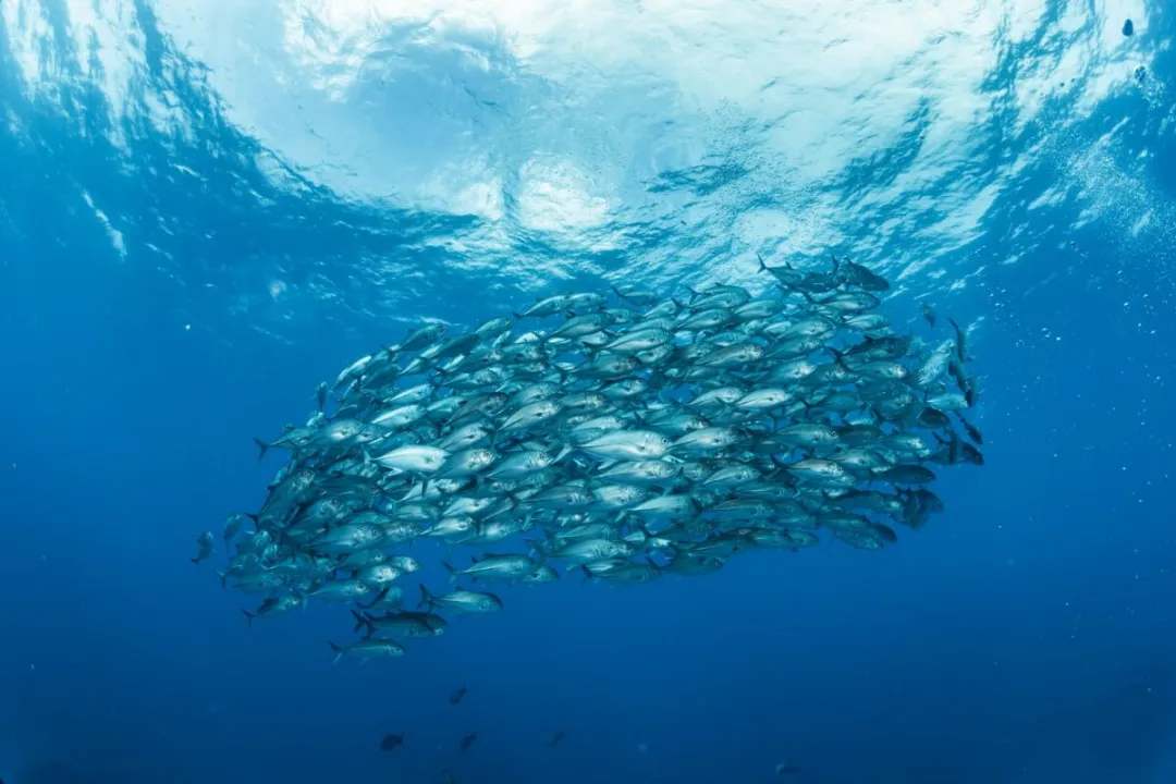 Peixe no mar