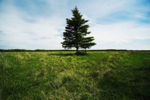 à feuilles persistantes