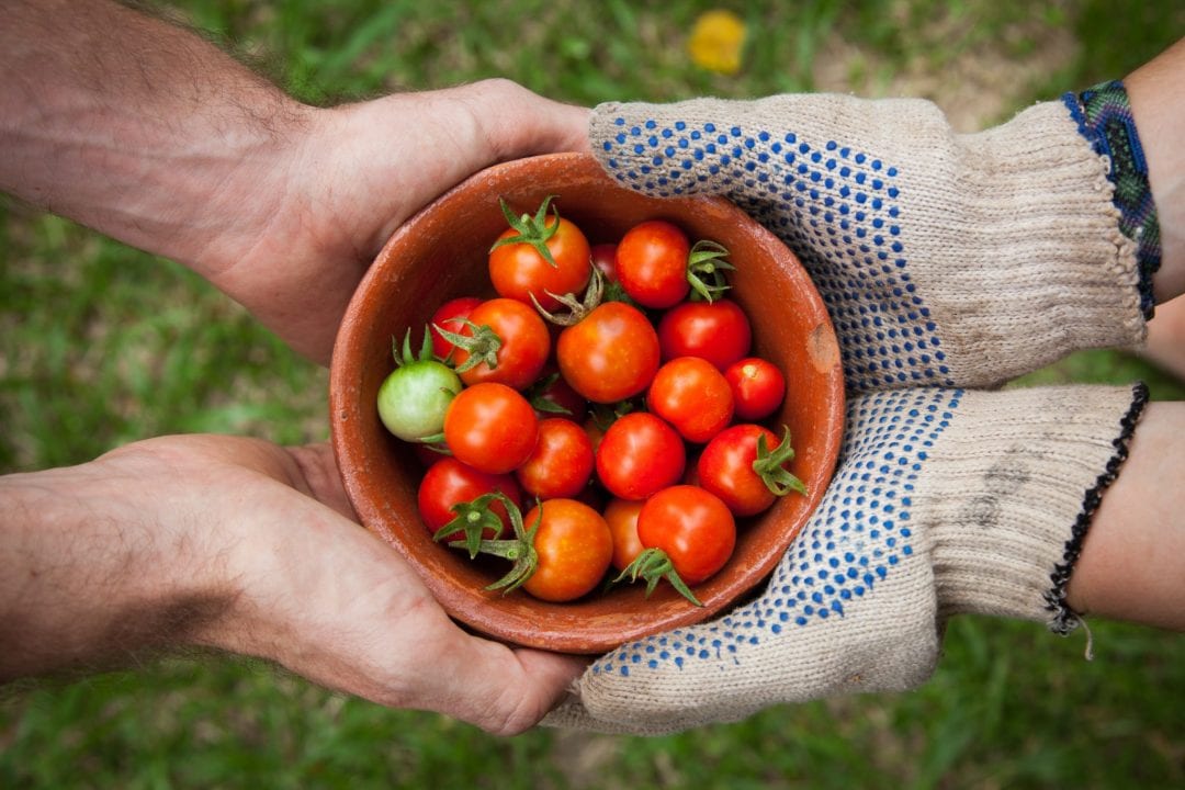 tomates en un recipiente sostenido por dos jardineros