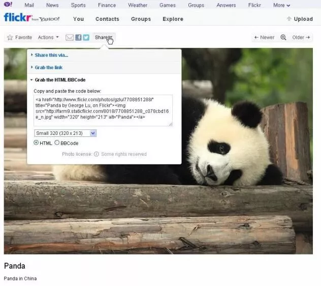 panda sur flickr