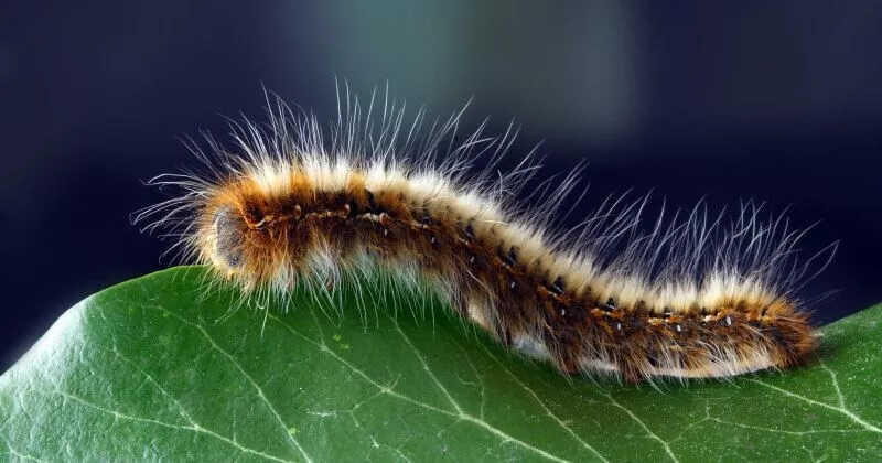 디지털 마케팅 산업과 같은 캐터필라.